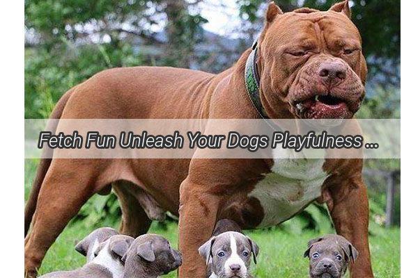 Fetch Fun Unleash Your Dogs Playfulness with These Adorable Toys